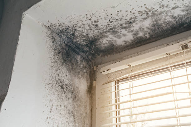 Affordable Mold Removal solutions in Sea Girt, NJ